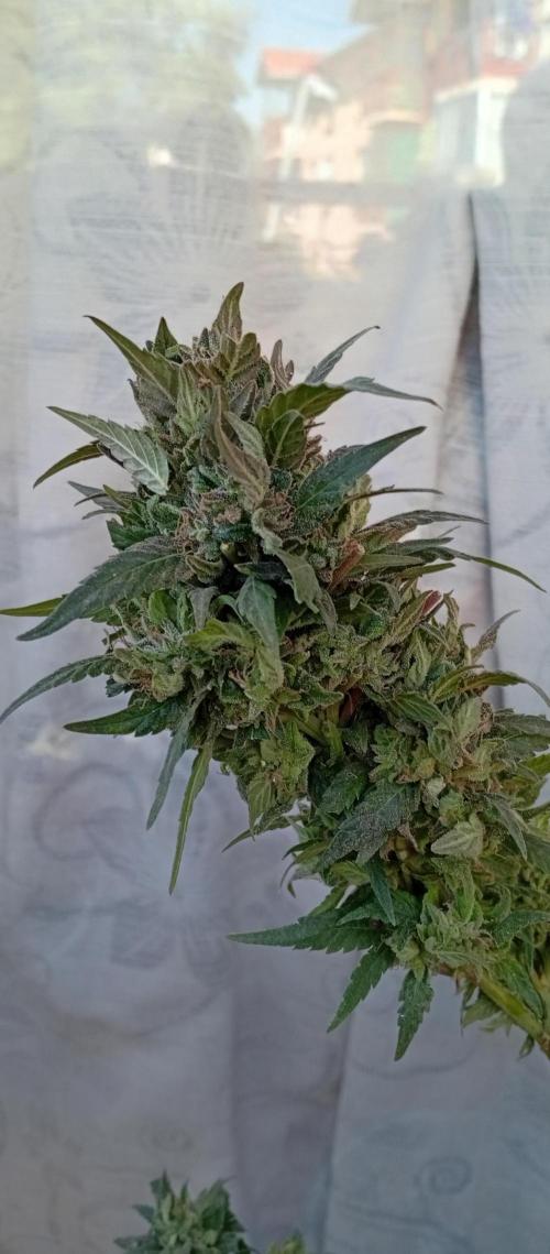 GMOxPakistanxMimosa. Week 20