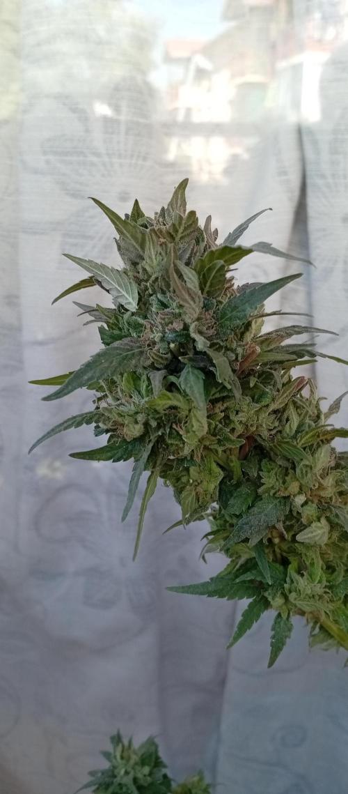 GMOxPakistanxMimosa. Week 20