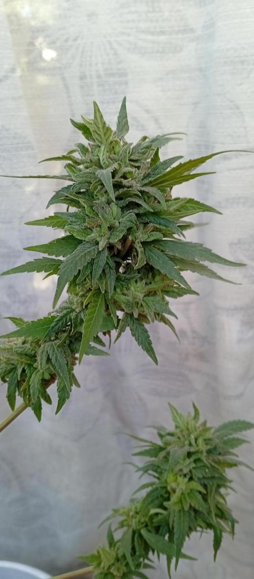 GMOxPakistanxMimosa. Week 20