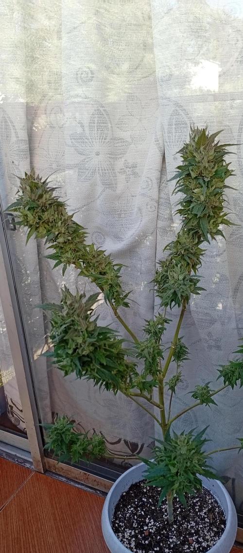 GMOxPakistanxMimosa. Week 20