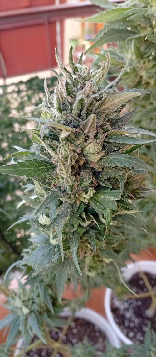 GMOxPakistanxMimosa. Week 20