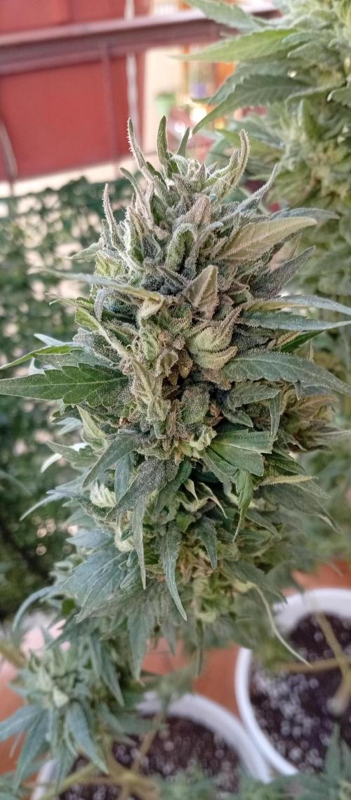 GMOxPakistanxMimosa. Week 20