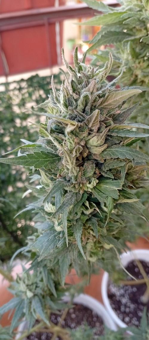 GMOxPakistanxMimosa. Week 20