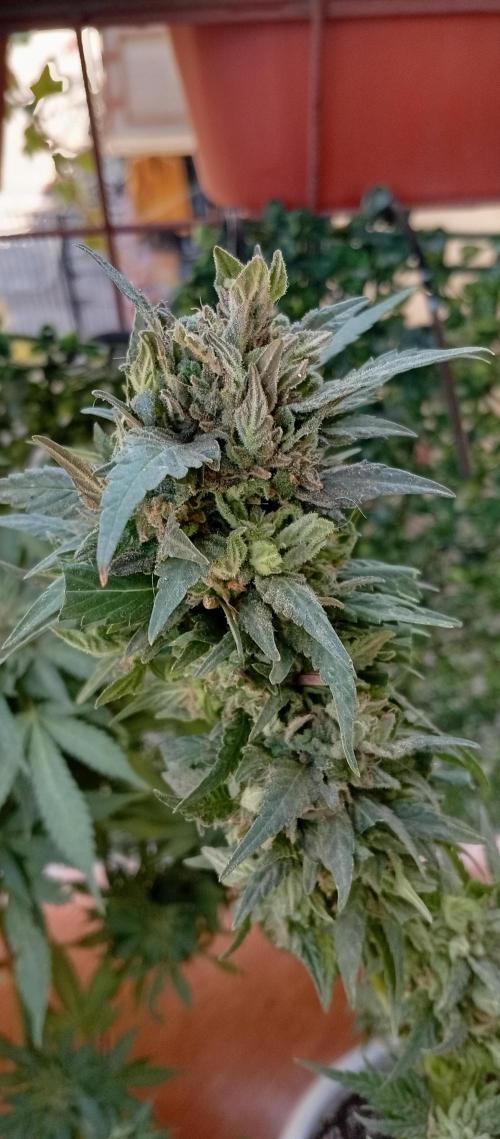 GMOxPakistanxMimosa. Week 20