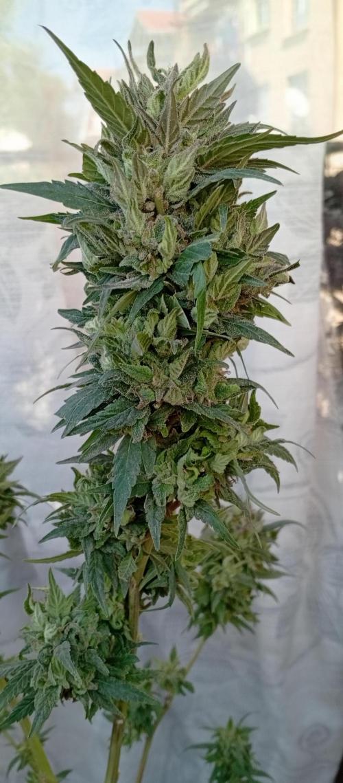GMOxPakistanxMimosa. Week 20