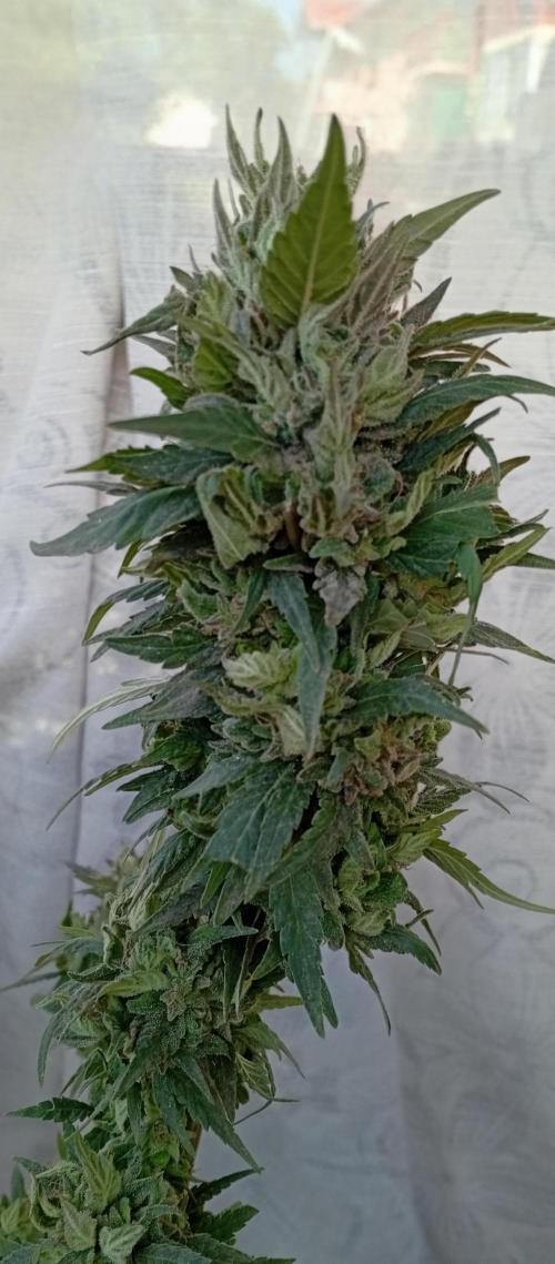 GMOxPakistanxMimosa. Week 20