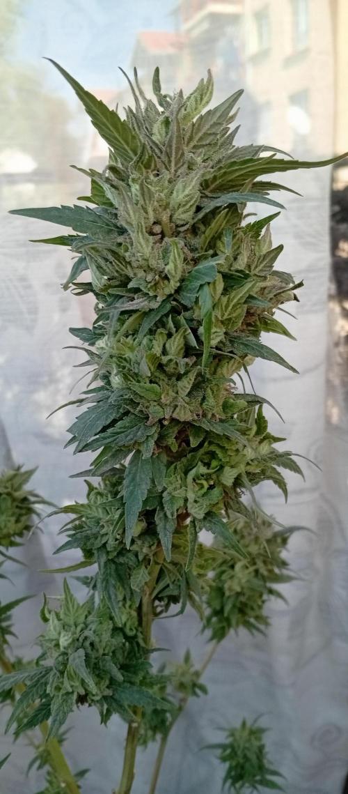GMOxPakistanxMimosa. Week 20