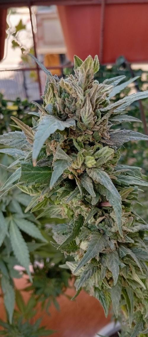 GMOxPakistanxMimosa. Week 20