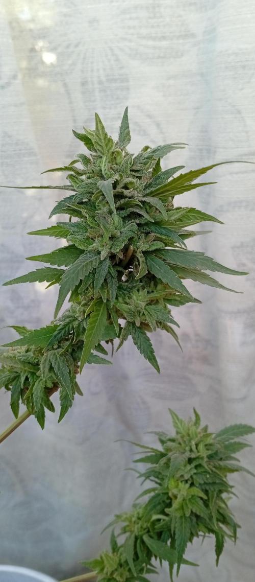 GMOxPakistanxMimosa. Week 20