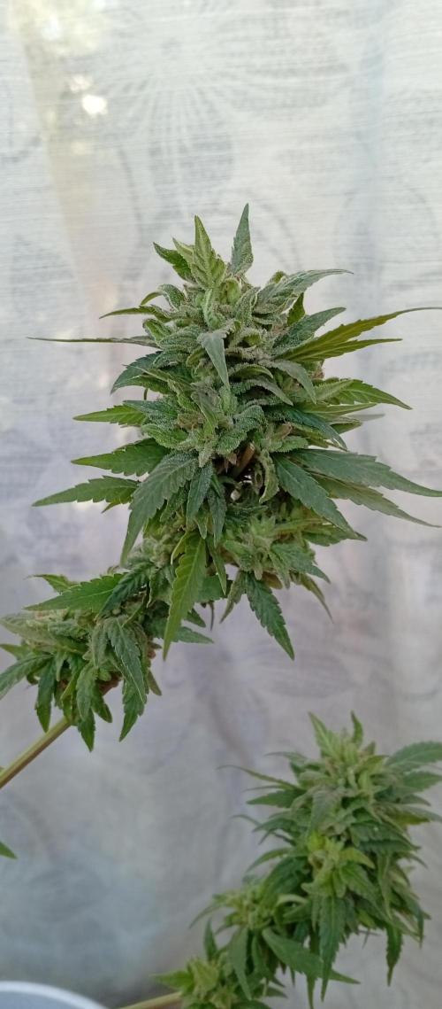 GMOxPakistanxMimosa. Week 20