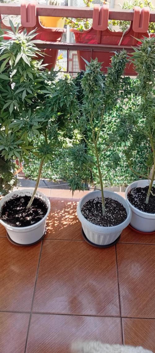 ChocotangieXCelestialGas. Week 20 - Centro GMOxPakistanxMimosa
Costados ChocotangiexCelestial Gas