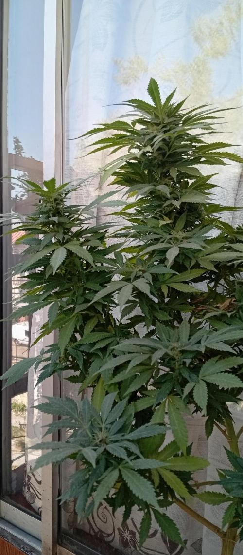 ChocotangieXCelestialGas. Week 20