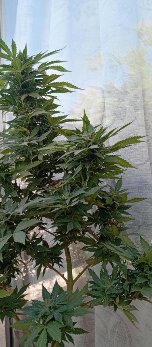 ChocotangieXCelestialGas. Week 20