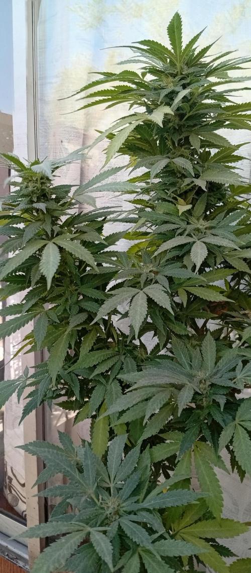 ChocotangieXCelestialGas. Week 20