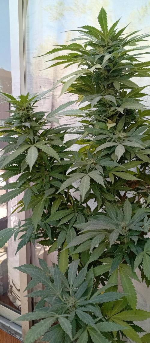 ChocotangieXCelestialGas. Week 20
