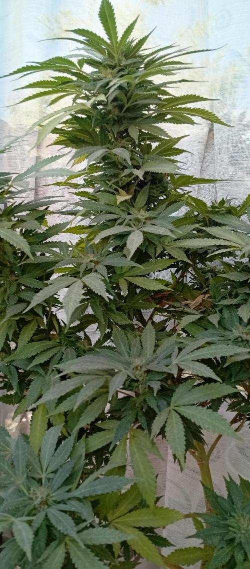 ChocotangieXCelestialGas. Week 20