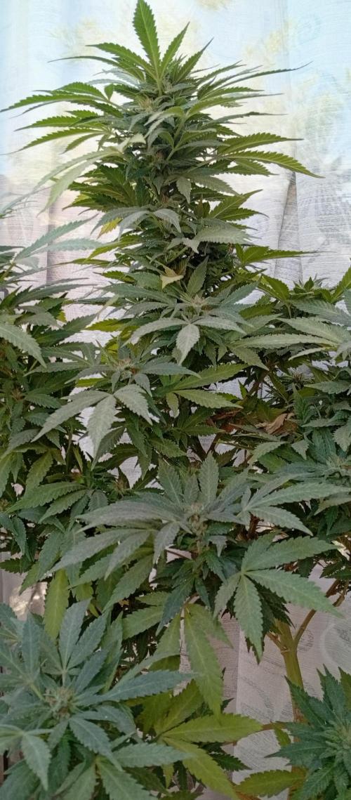 ChocotangieXCelestialGas. Week 20
