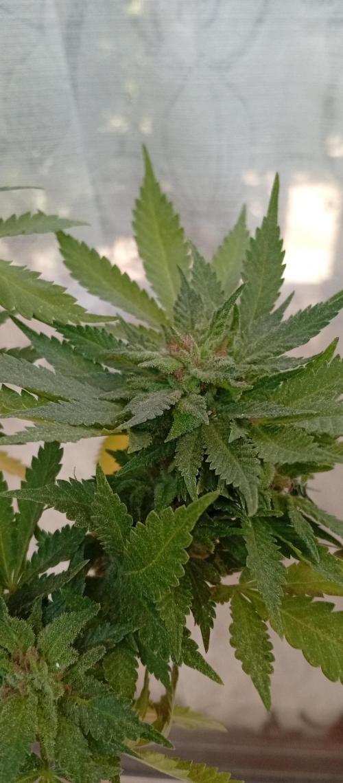 ChocotangieXCelestialGas. Week 20