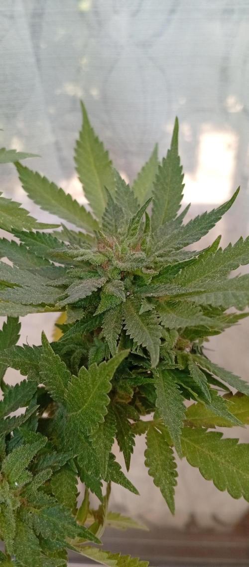 ChocotangieXCelestialGas. Week 20