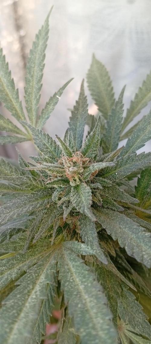 ChocotangieXCelestialGas. Week 20