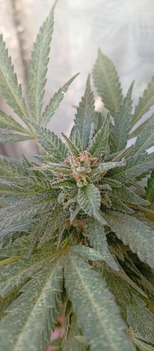 ChocotangieXCelestialGas. Week 20