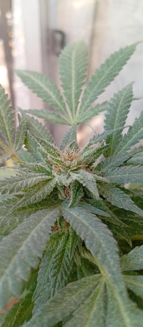 ChocotangieXCelestialGas. Week 20