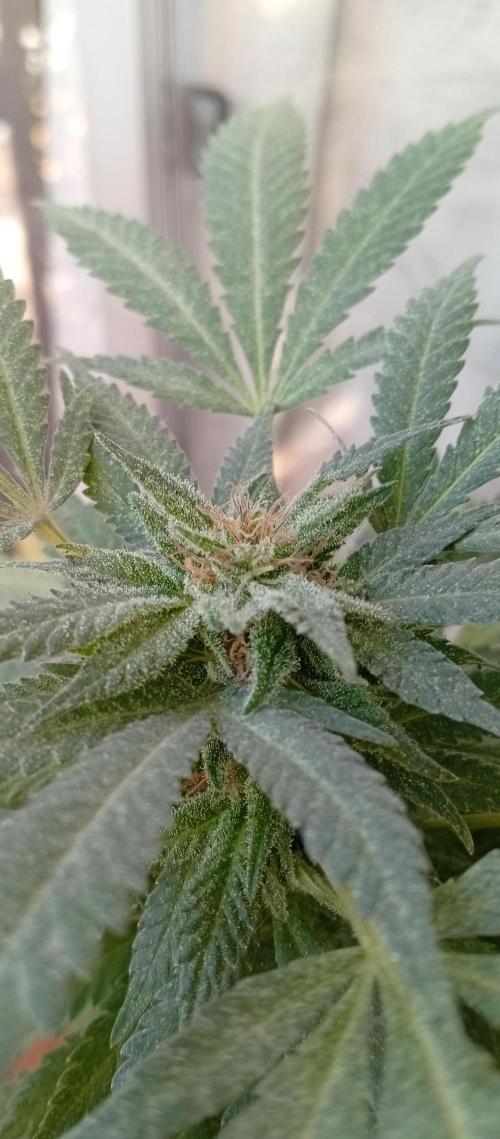 ChocotangieXCelestialGas. Week 20