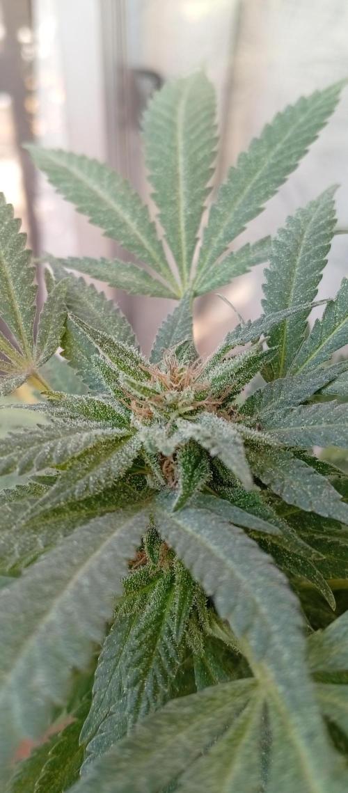 ChocotangieXCelestialGas. Week 20