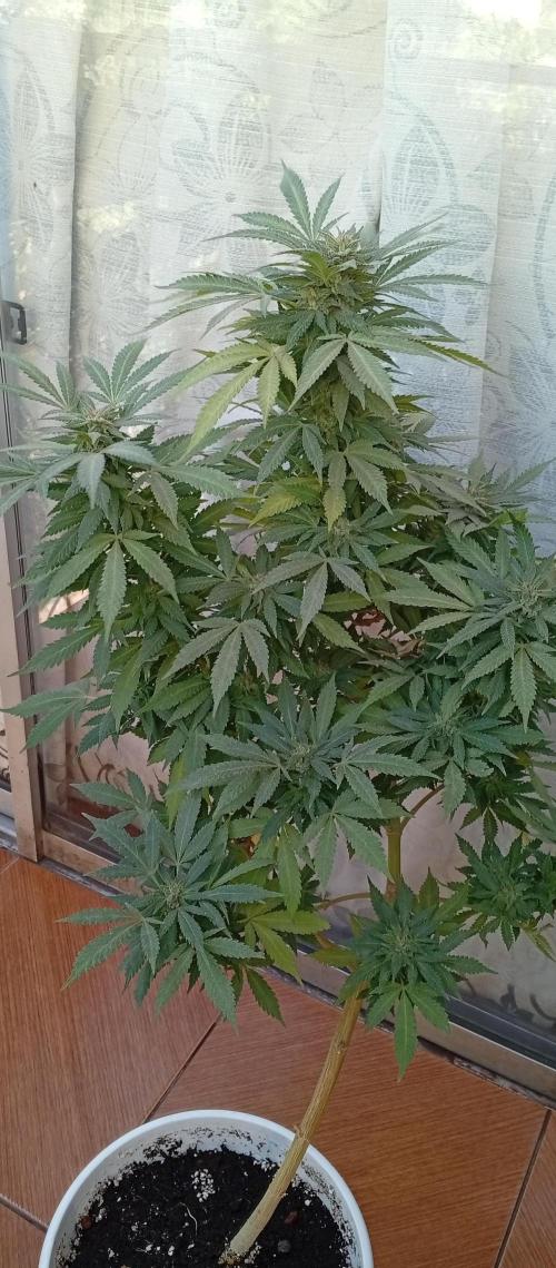 ChocotangieXCelestialGas. Week 20