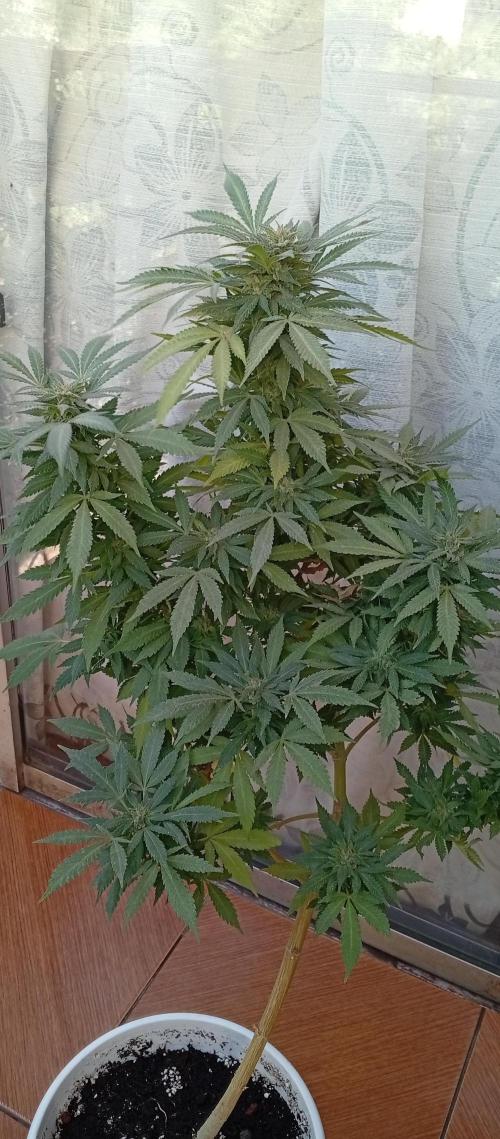 ChocotangieXCelestialGas. Week 20