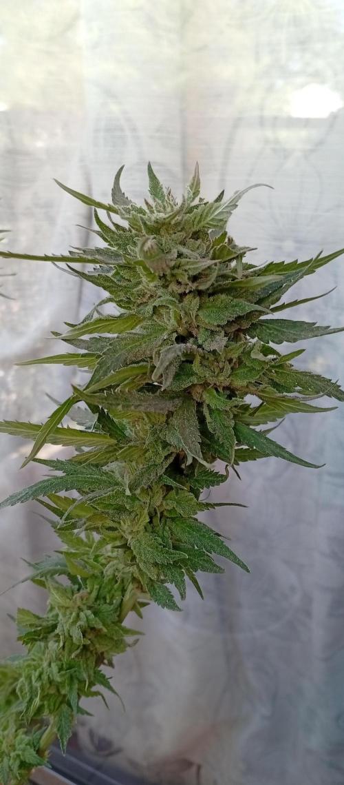 ChocotangieXCelestialGas. Week 20