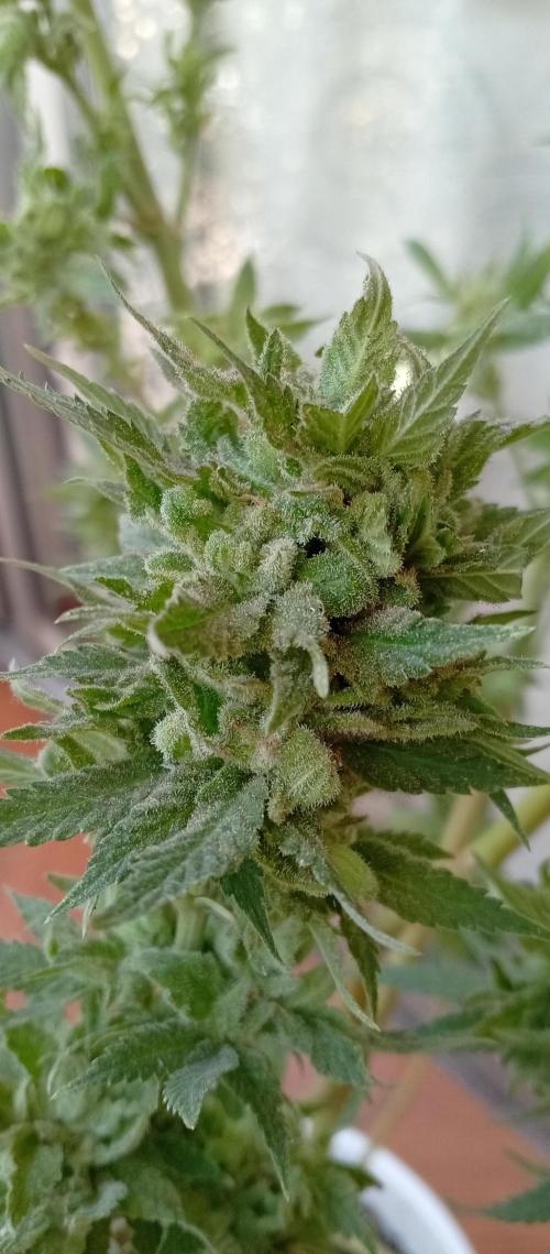 ChocotangieXCelestialGas. Week 20