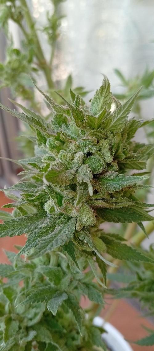 ChocotangieXCelestialGas. Week 20