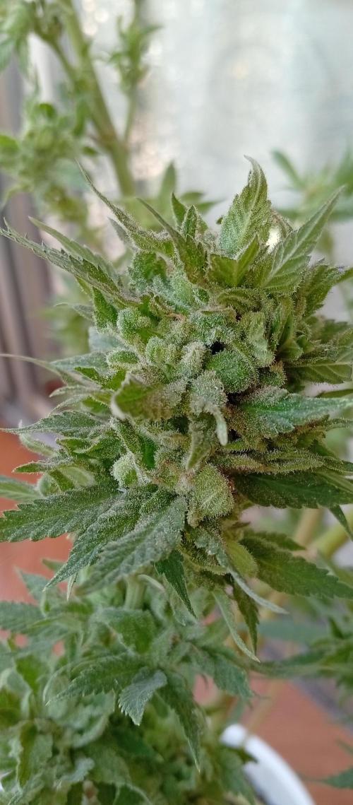 ChocotangieXCelestialGas. Week 20