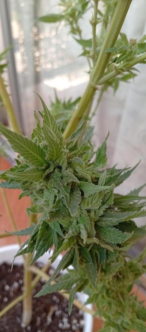 ChocotangieXCelestialGas. Week 20