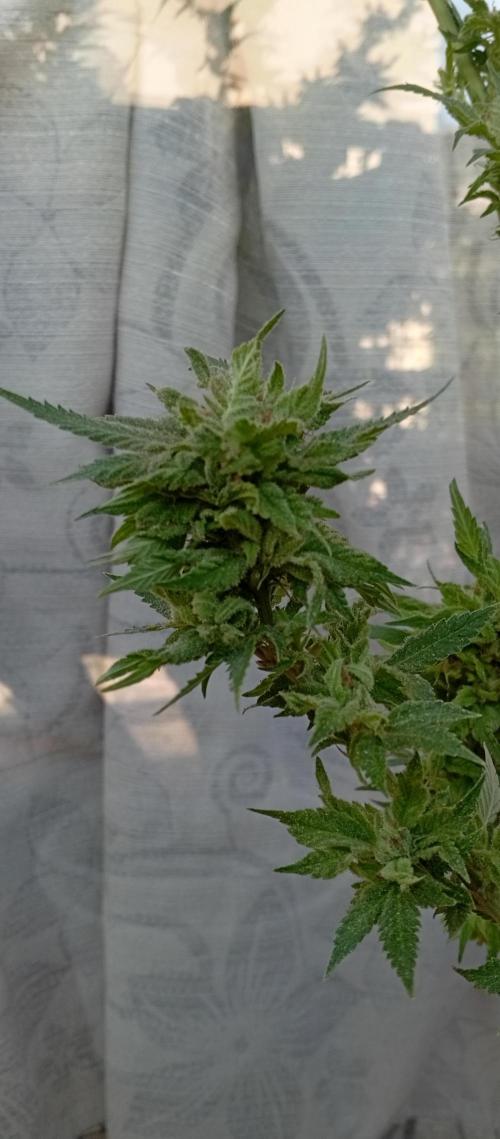 ChocotangieXCelestialGas. Week 20