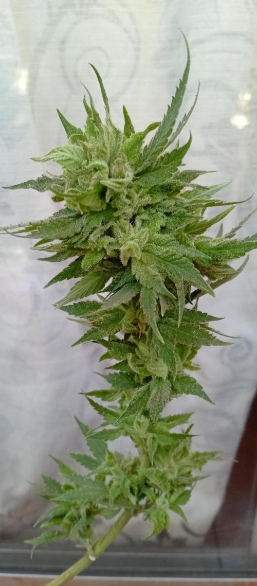 ChocotangieXCelestialGas. Week 20