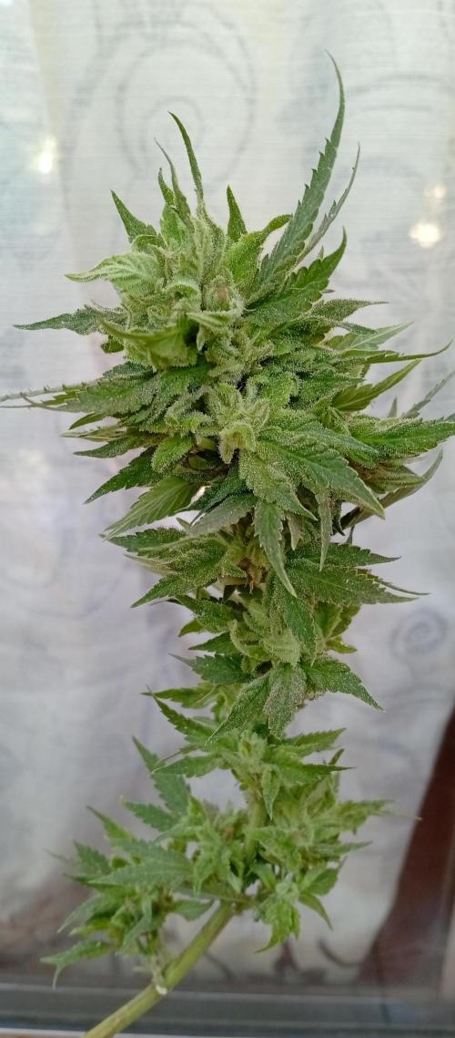ChocotangieXCelestialGas. Week 20