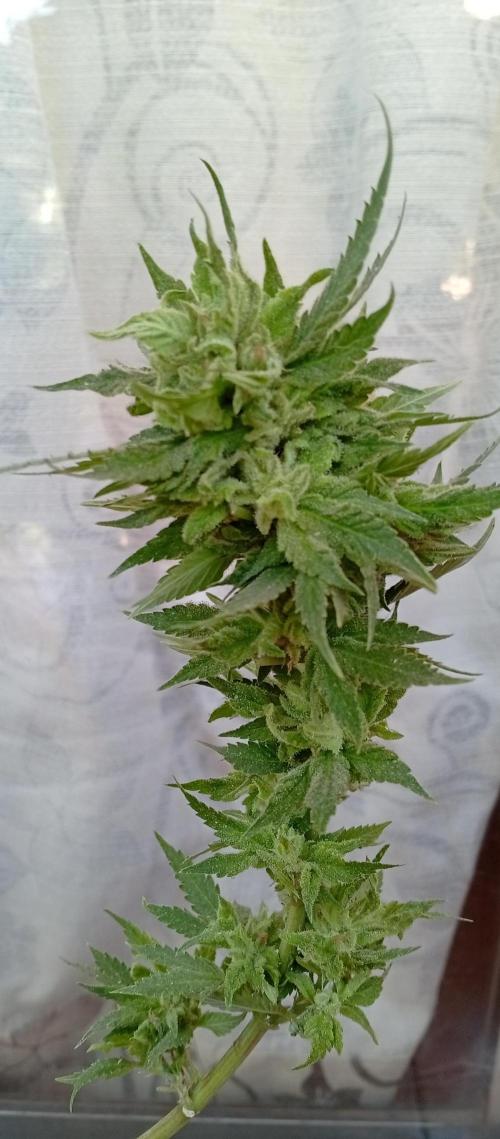 ChocotangieXCelestialGas. Week 20
