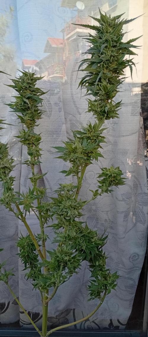 ChocotangieXCelestialGas. Week 20