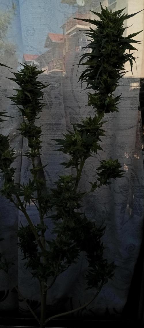 ChocotangieXCelestialGas. Week 20