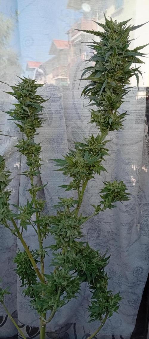 ChocotangieXCelestialGas. Week 20