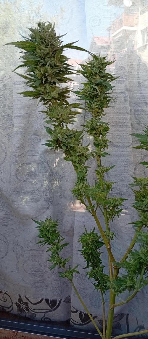 ChocotangieXCelestialGas. Week 20