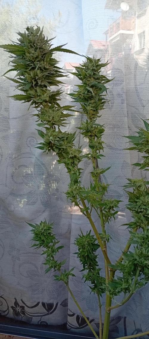 ChocotangieXCelestialGas. Week 20