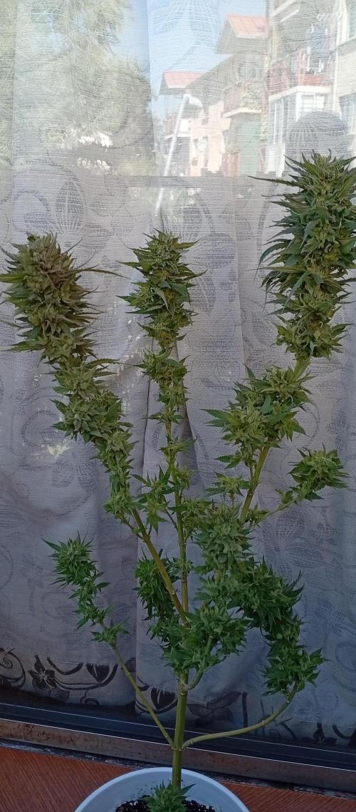 ChocotangieXCelestialGas. Week 20