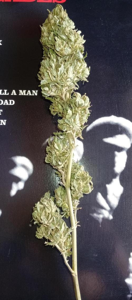 GMOxPakistanxMimosa. Week 21