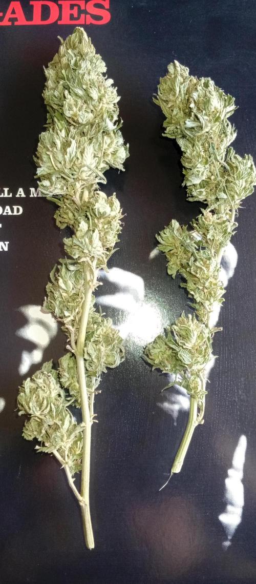 GMOxPakistanxMimosa. Week 21