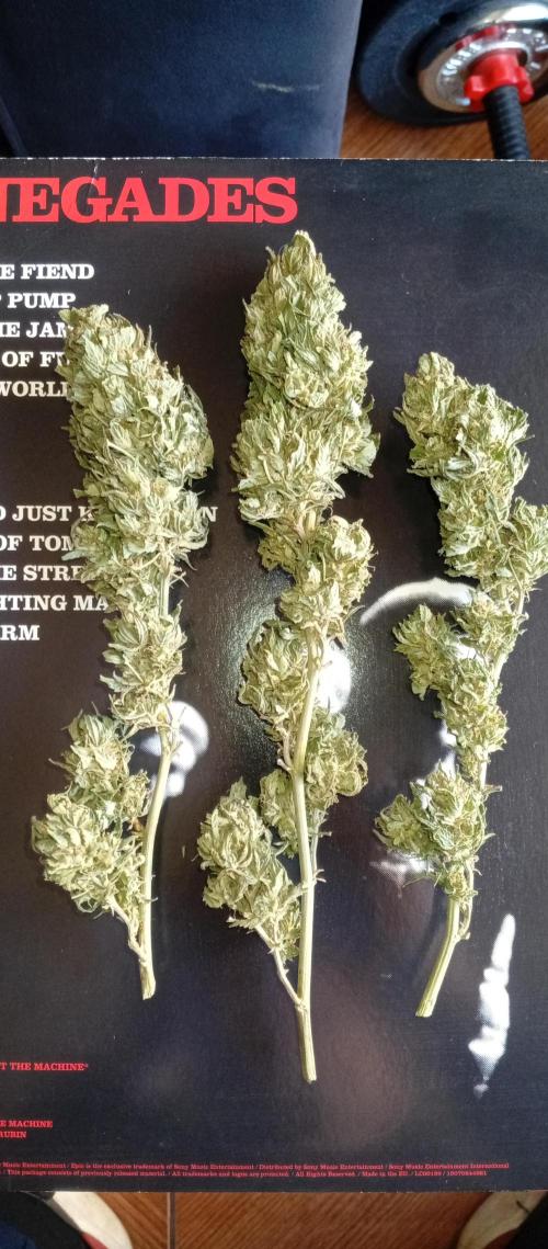 GMOxPakistanxMimosa. Week 21