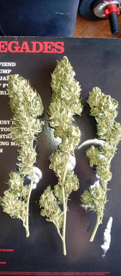 GMOxPakistanxMimosa. Week 21