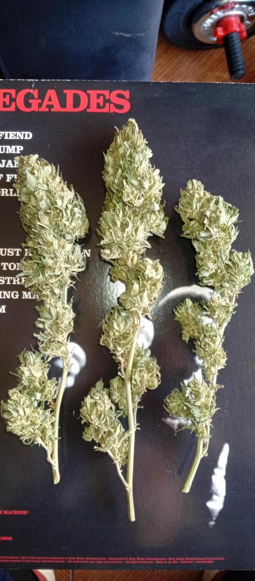 GMOxPakistanxMimosa. Week 21